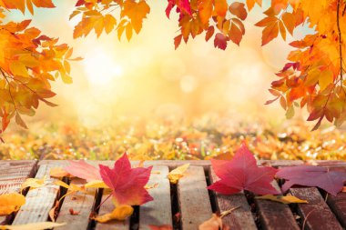 Renkli sonbahar yaprakları