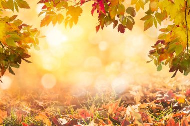 sonbahar yaprakları arka plan