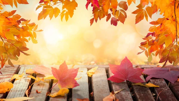 Colorful autumn leaves — Stock Photo, Image