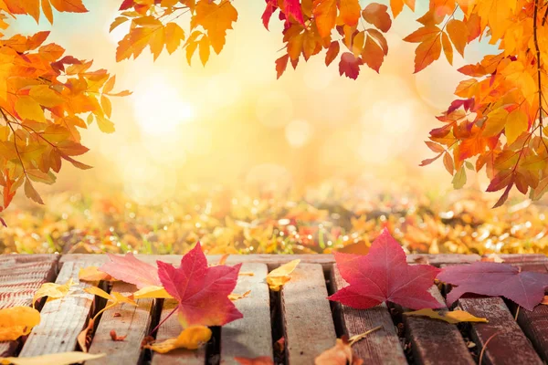 Renkli sonbahar yaprakları