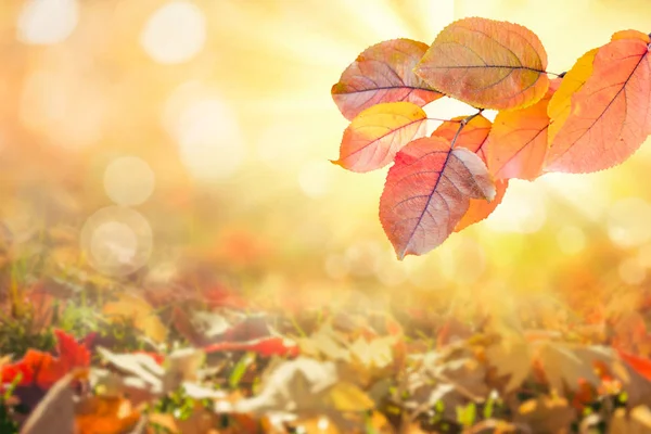 sonbahar yaprakları arka plan