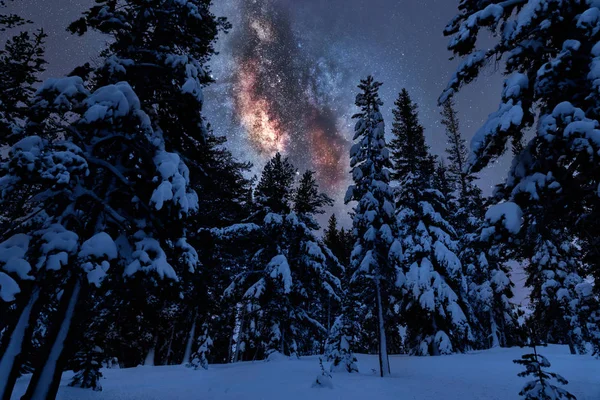 Milchstraße Waldbäume Mit Schnee Bedeckt — Stockfoto