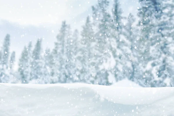 森林树上飘落的雪花 冬日的风景 — 图库照片