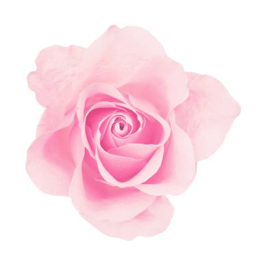 Pembe Gül beyaz arkaplanda izole edildi