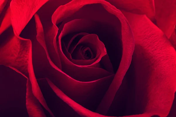 Red Rose Petals Background — Stock Photo, Image