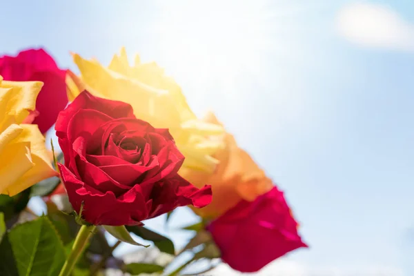 Bouquet Roses Sunny Sky — Stock Photo, Image