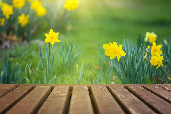 Bahar Çiçekleri Ahşap Güverte Arka Plan — Stok fotoğraf