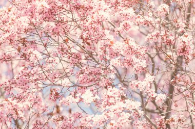 Bahar ağacı çiçek çiçek