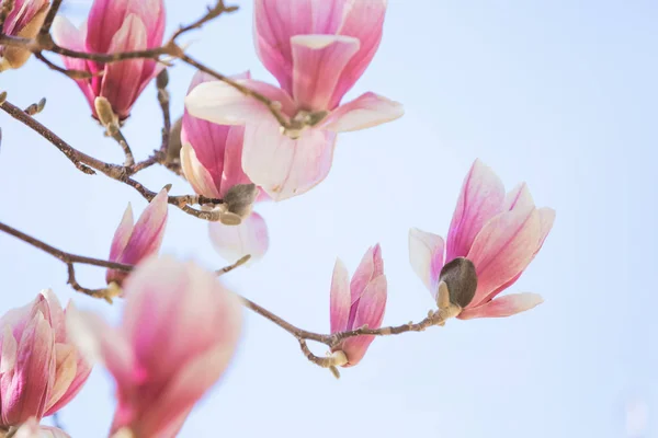 Magnolia Strom Květiny Jarní Květy — Stock fotografie