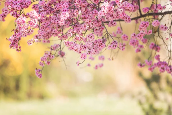 Lente Bloesem Roze Boom Bloemen Zonnige Dag Achtergrond — Stockfoto