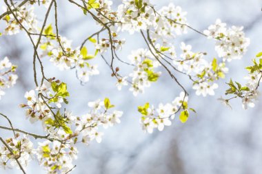 Bahar ağaç dalları ile beyaz çiçekler, Bahar çiçeği 
