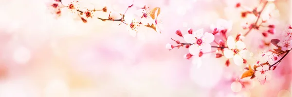 Lente Bloesem Met Roze Boom Bloemen Zonnige Dag Achtergrond — Stockfoto