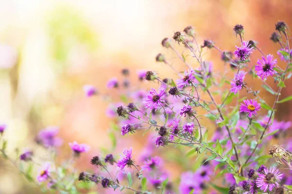 Flores Silvestres Fechar Flor — Fotografia de Stock