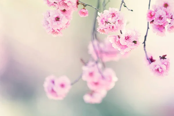 晴れた日の背景にピンクの木の花と春の花 — ストック写真