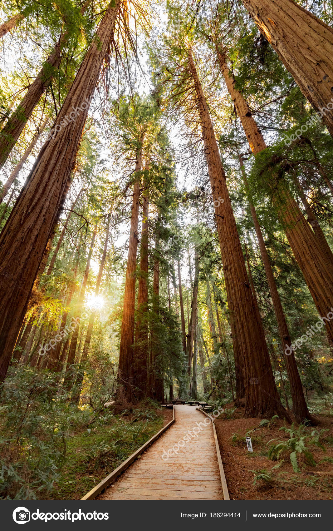 Pictures : muir woods | Trail Redwoods Muir Woods National Monument San