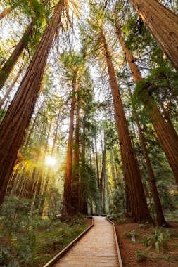 Redwoods içinde San Francisco, California, Usa yakınındaki Muir Woods Ulusal Anıtı ile iz 