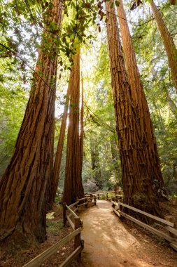 Redwoods içinde San Francisco, California, Usa yakınındaki Muir Woods Ulusal Anıtı ile iz 