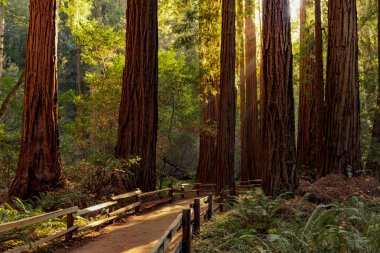 Redwoods içinde San Francisco, California, Usa yakınındaki Muir Woods Ulusal Anıtı ile iz 