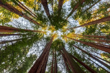 Redwoods içinde Muir Woods Ulusal Anıtı yakınındaki San Francisco, Kaliforniya, ABD 