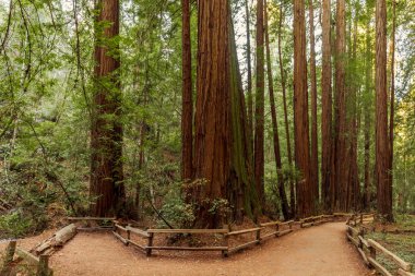 Redwoods içinde San Francisco, California, Usa yakınındaki Muir Woods Ulusal Anıtı ile iz 