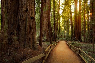 Redwoods içinde San Francisco, California, Usa yakınındaki Muir Woods Ulusal Anıtı ile iz 