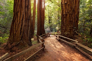 Redwoods içinde San Francisco, California, Usa yakınındaki Muir Woods Ulusal Anıtı ile iz 