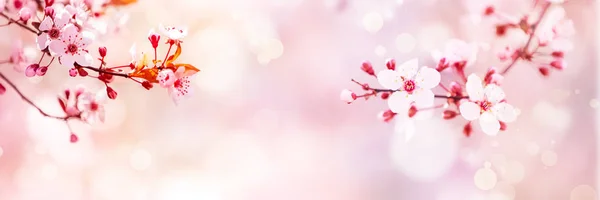 Flor Primavera Com Flores Árvore Rosa Fundo Dia Ensolarado — Fotografia de Stock