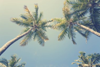 Palmiye ağaçları güneşli tropikal gökyüzü karşı 