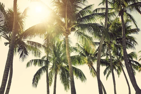 Palm Trees Sunny Tropical Sky — Stock Photo, Image