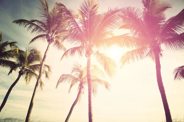 Palmiers Contre Ciel Tropical Ensoleillé — Photo