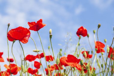 Güneşli mavi gökyüzünde kırmızı gelincik çiçekleri