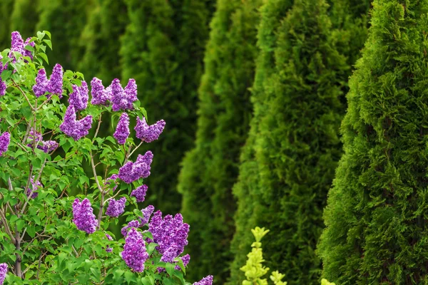 Flores Lilás Roxas Com Thujas Verdes Jardim — Fotografia de Stock