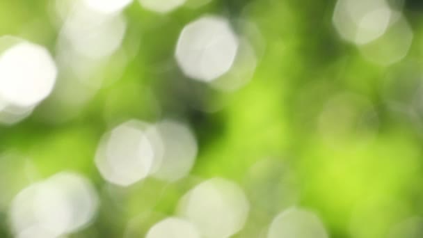 Green Leaves Natural Bokeh Background — Stock Video