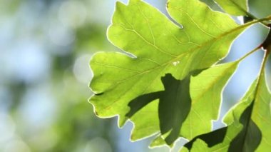 Doğal bokeh arkaplanlı yeşil ağaç yaprakları