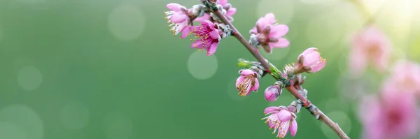 Flores Árvore Rosa Flor Primavera — Fotografia de Stock