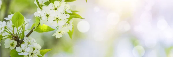 Weiße Baumblüten Frühlingsblüte — Stockfoto