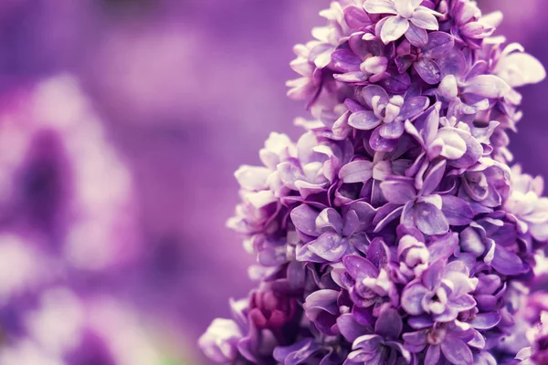 Fleurs Lilas Pourpres Fleurissent Dans Jardin — Photo