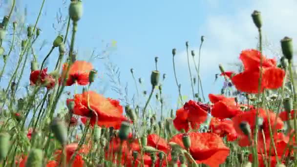 Red Poppy Flowers Meadow Blue Sky — Stock Video