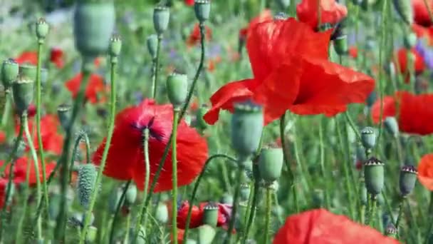 草甸与红色的罂粟花 — 图库视频影像