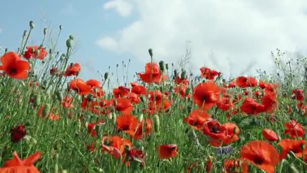 Λιβάδι Κόκκινα Λουλούδια Παπαρούνας Και Μπλε Ουρανό — Αρχείο Βίντεο