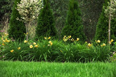 Sarı çiçekli yeşil bahçe
