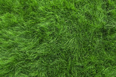 Baharda güneşli çayırlarda yabani çiçekler