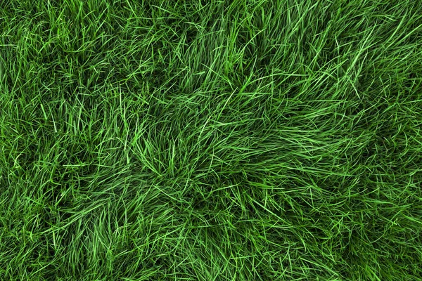 天然绿草背景 新鲜草坪顶部景观 — 图库照片