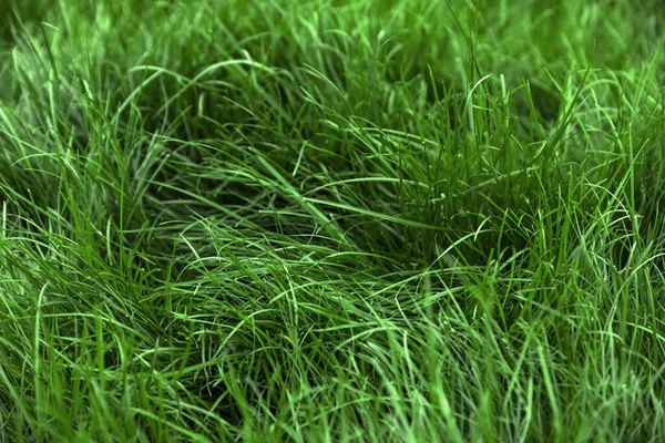 Natürliche Grüne Gras Hintergrund Frischer Rasen Draufsicht — Stockfoto