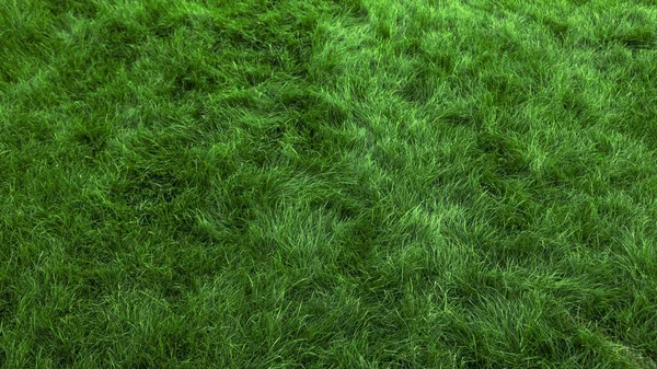 Natürliche Grüne Gras Hintergrund Frischer Rasen Draufsicht — Stockfoto