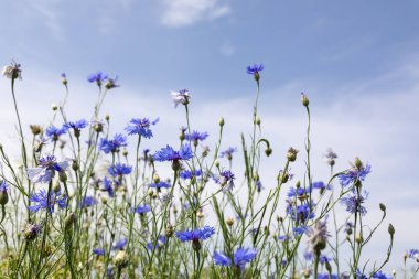 Güneşli mavi gökyüzünde yabani çiçekler, ilkbahar çayırı