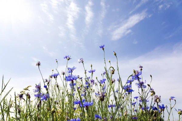 Flores Selvagens Céu Azul Ensolarado Prado Primavera — Fotografia de Stock