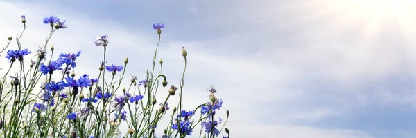 Flores Selvagens Céu Azul Ensolarado Prado Primavera — Fotografia de Stock