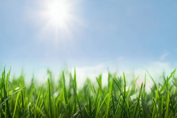 Yeşil Çimenler Güneşli Mavi Gökyüzü — Stok fotoğraf