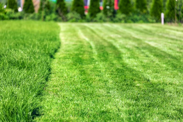 Gräsklippare Som Skära Grönt Gräs Bakgård — Stockfoto